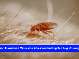 Insect Invasion 5 Minnesota Cities Combatting Bed Bug Onslaught