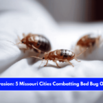 Insect Invasion 5 Missouri Cities Combatting Bed Bug Onslaught