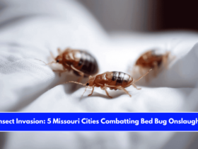 Insect Invasion 5 Missouri Cities Combatting Bed Bug Onslaught