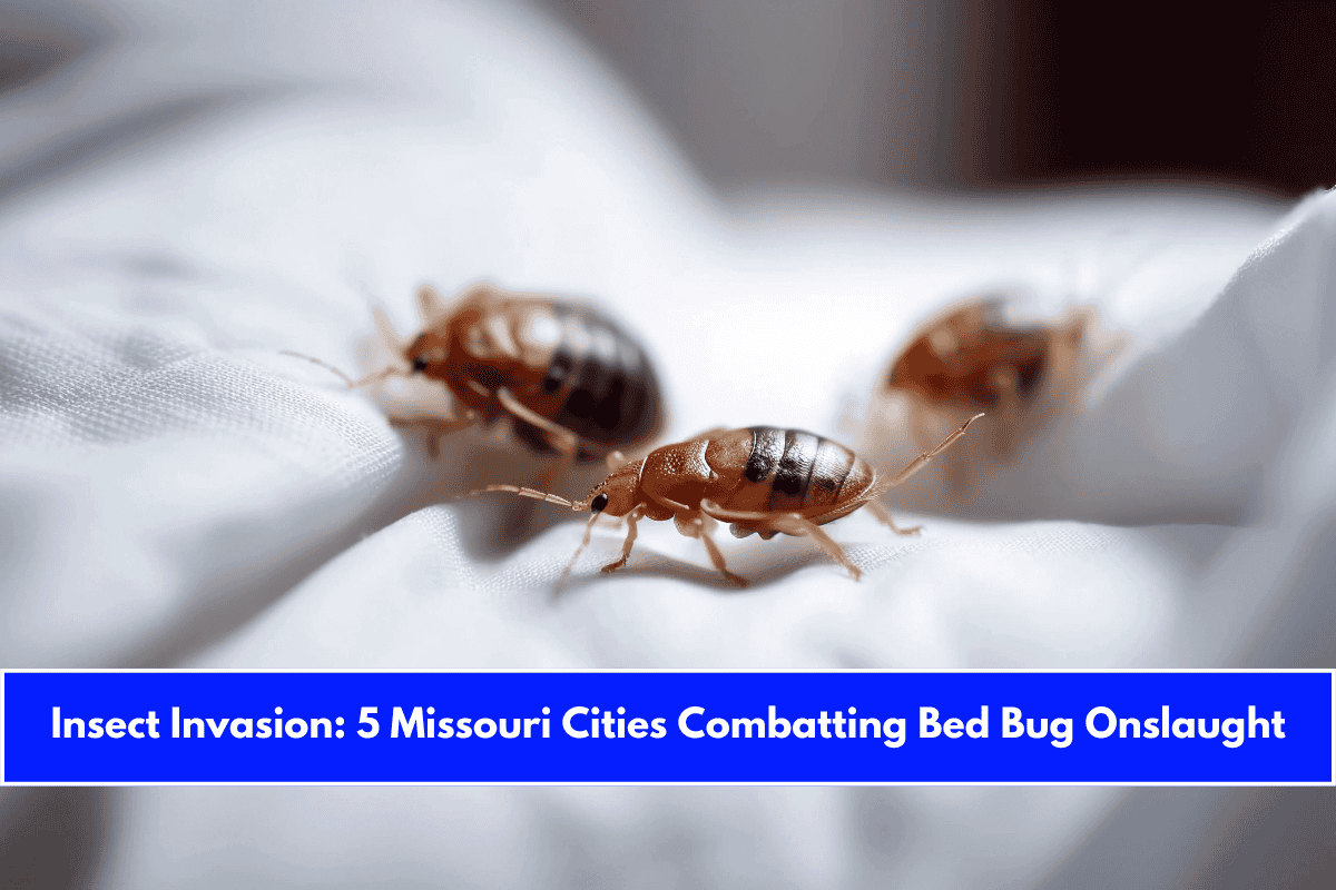 Insect Invasion 5 Missouri Cities Combatting Bed Bug Onslaught