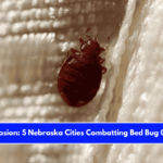 Insect Invasion 5 Nebraska Cities Combatting Bed Bug Onslaught