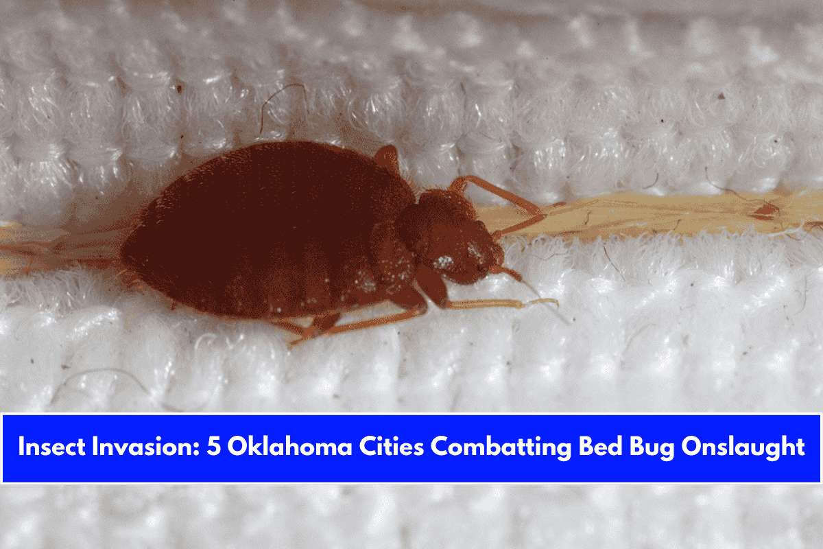 Insect Invasion 5 Oklahoma Cities Combatting Bed Bug Onslaught