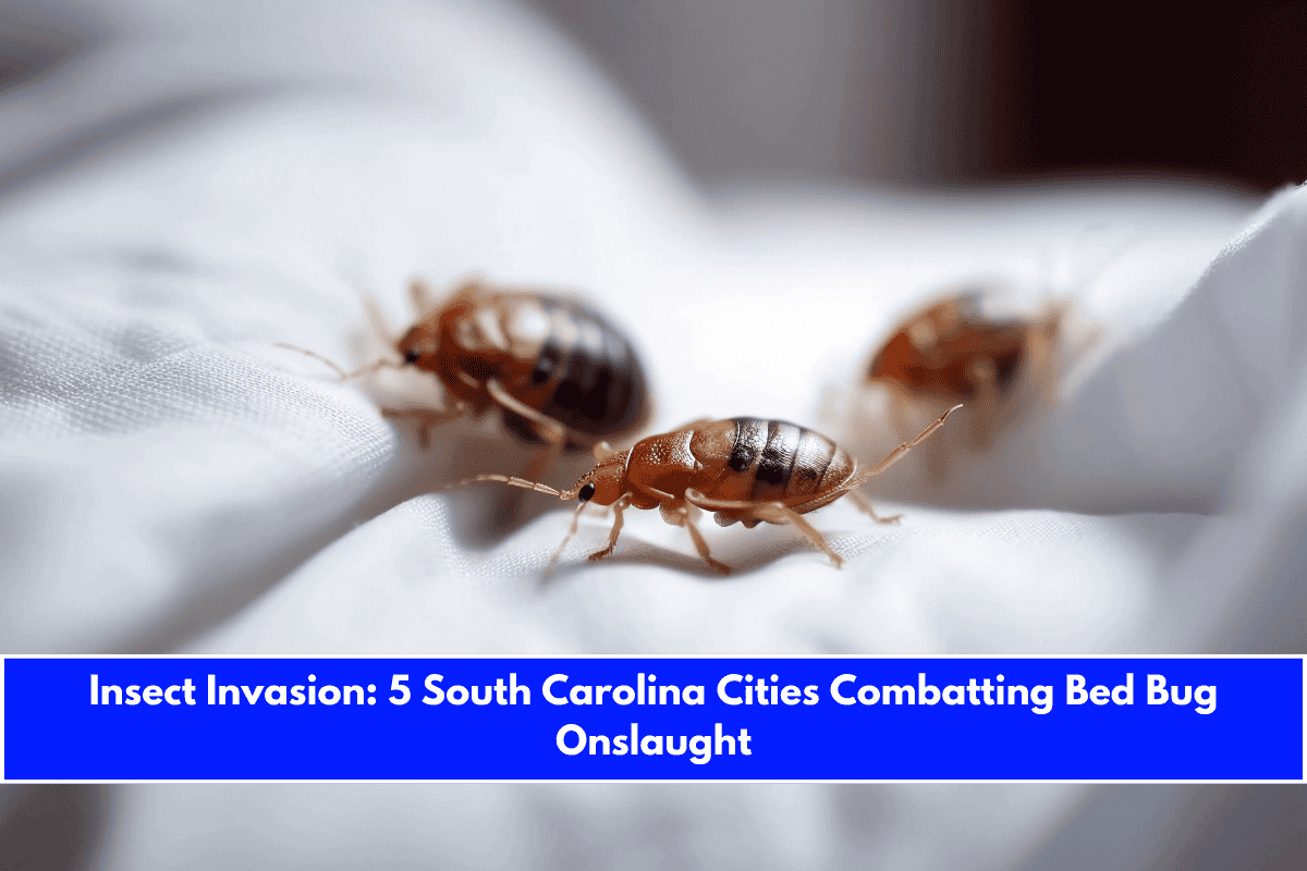 Insect Invasion 5 South Carolina Cities Combatting Bed Bug Onslaught