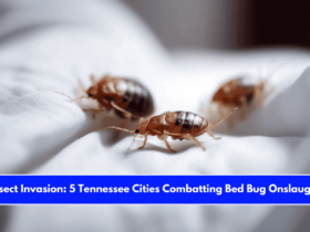 Insect Invasion 5 Tennessee Cities Combatting Bed Bug Onslaught