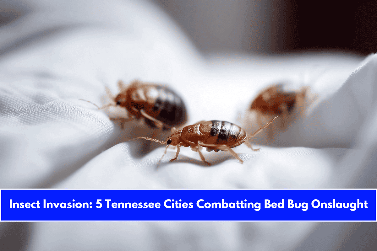 Insect Invasion 5 Tennessee Cities Combatting Bed Bug Onslaught