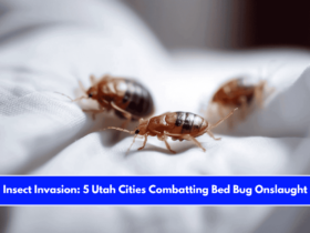 Insect Invasion 5 Utah Cities Combatting Bed Bug Onslaught