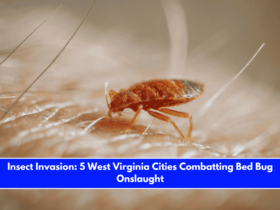 Insect Invasion 5 West Virginia Cities Combatting Bed Bug Onslaught