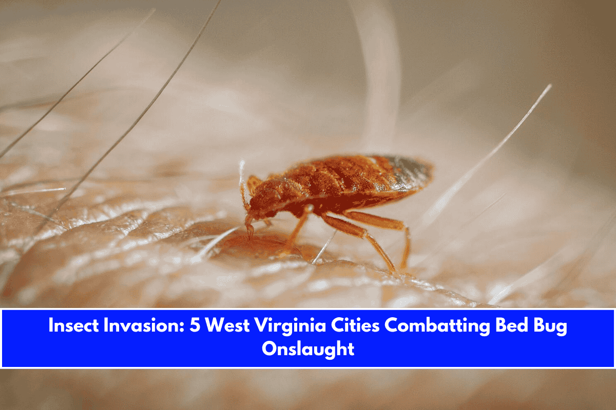Insect Invasion 5 West Virginia Cities Combatting Bed Bug Onslaught