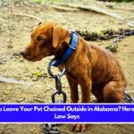 Is It Illegal to Leave Your Pet Chained Outside in Alabama Here's What the Law Says