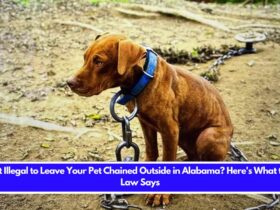 Is It Illegal to Leave Your Pet Chained Outside in Alabama Here's What the Law Says
