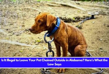 Is It Illegal to Leave Your Pet Chained Outside in Alabama Here's What the Law Says