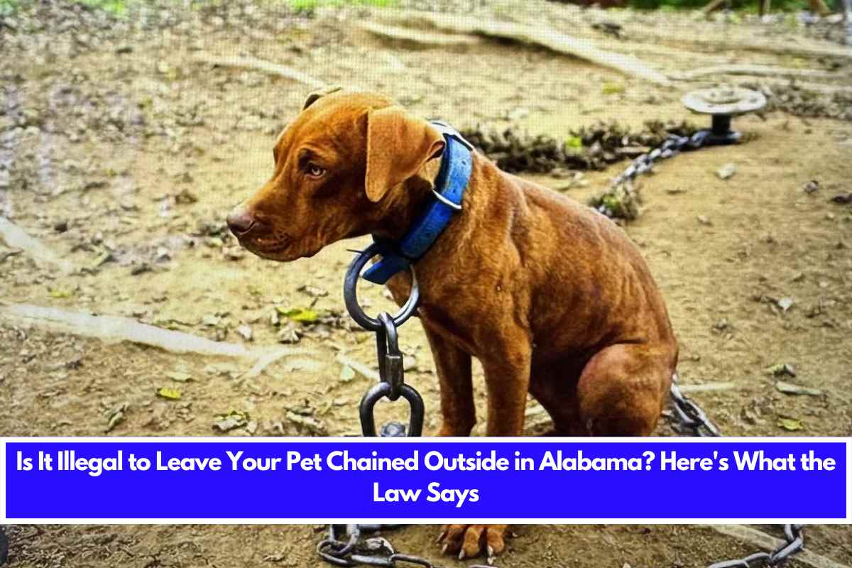Is It Illegal to Leave Your Pet Chained Outside in Alabama Here's What the Law Says