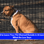Is It Illegal to Leave Your Pet Chained Outside in Arizona Here's What the Law Says