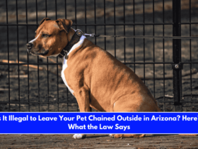 Is It Illegal to Leave Your Pet Chained Outside in Arizona Here's What the Law Says