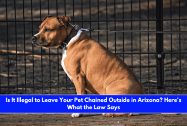 Is It Illegal to Leave Your Pet Chained Outside in Arizona Here's What the Law Says