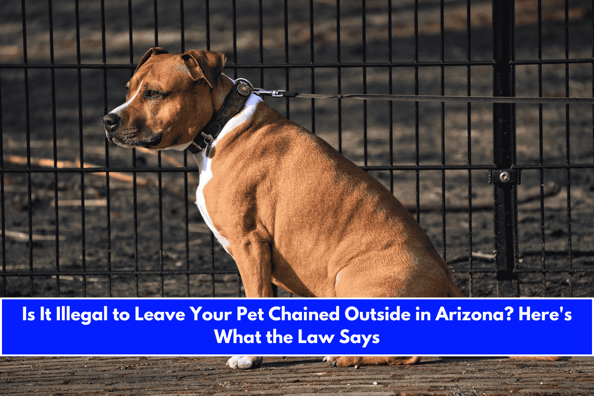 Is It Illegal to Leave Your Pet Chained Outside in Arizona Here's What the Law Says