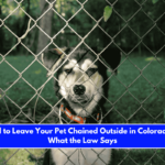 Is It Illegal to Leave Your Pet Chained Outside in Colorado Here's What the Law Says