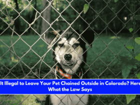 Is It Illegal to Leave Your Pet Chained Outside in Colorado Here's What the Law Says