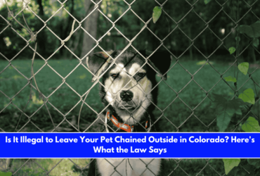 Is It Illegal to Leave Your Pet Chained Outside in Colorado Here's What the Law Says