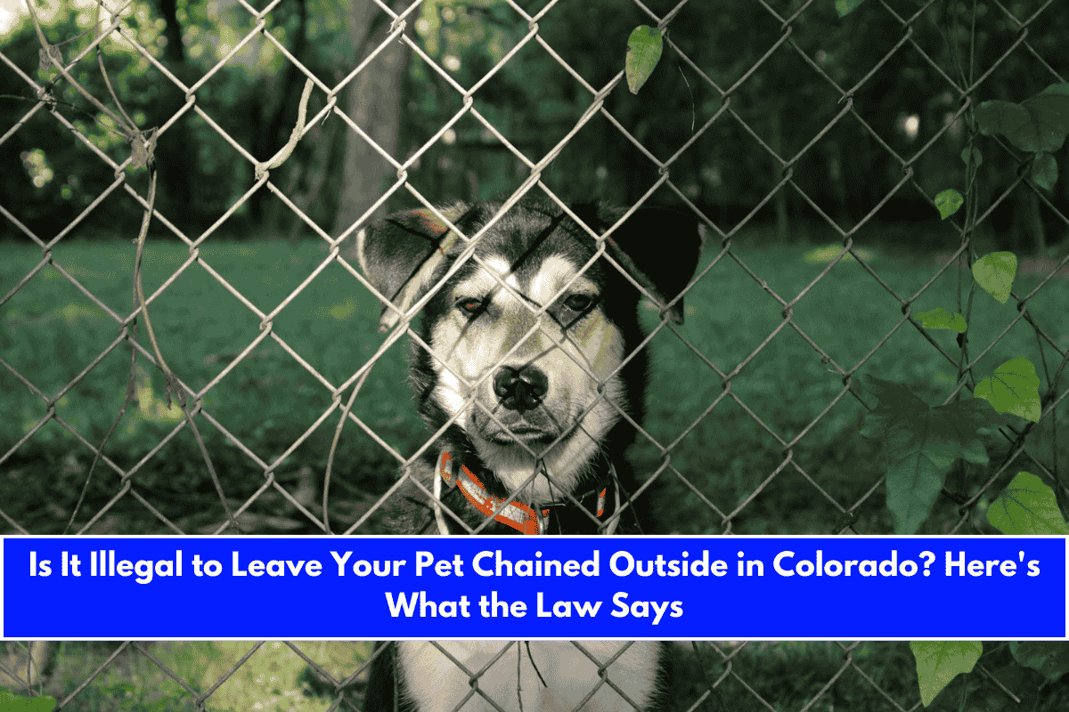Is It Illegal to Leave Your Pet Chained Outside in Colorado Here's What the Law Says