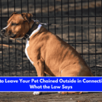 Is It Illegal to Leave Your Pet Chained Outside in Connecticut Here's What the Law Says
