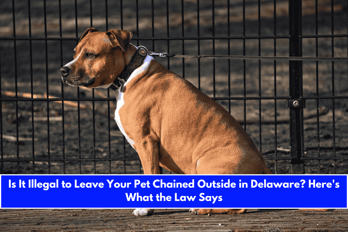 Is It Illegal to Leave Your Pet Chained Outside in Delaware Here's What the Law Says