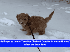 Is It Illegal to Leave Your Pet Chained Outside in Hawaii Here's What the Law Says