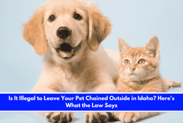 Is It Illegal to Leave Your Pet Chained Outside in Idaho Here's What the Law Says