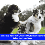 Is It Illegal to Leave Your Pet Chained Outside in Kentucky Here's What the Law Says