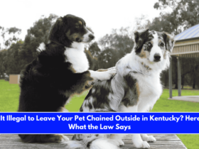 Is It Illegal to Leave Your Pet Chained Outside in Kentucky Here's What the Law Says