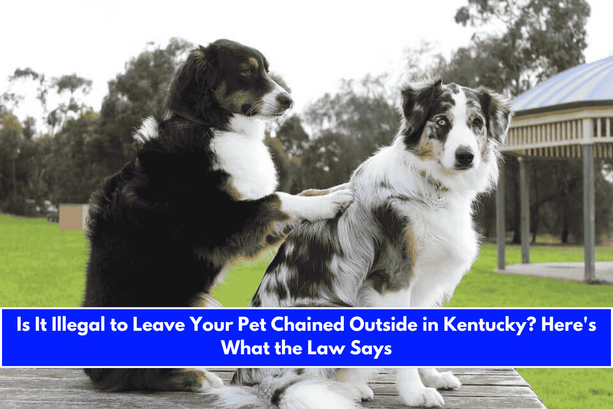 Is It Illegal to Leave Your Pet Chained Outside in Kentucky Here's What the Law Says