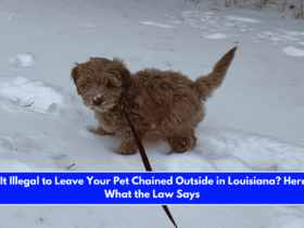 Is It Illegal to Leave Your Pet Chained Outside in Louisiana Here's What the Law Says