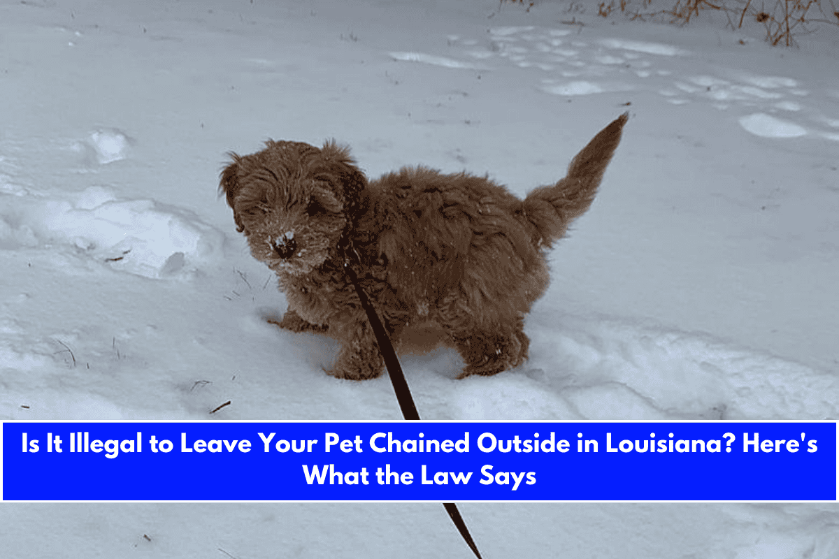 Is It Illegal to Leave Your Pet Chained Outside in Louisiana Here's What the Law Says
