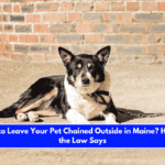 Is It Illegal to Leave Your Pet Chained Outside in Maine Here's What the Law Says