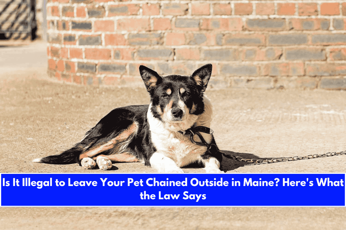 Is It Illegal to Leave Your Pet Chained Outside in Maine Here's What the Law Says
