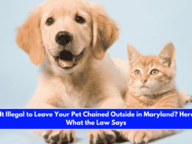 Is It Illegal to Leave Your Pet Chained Outside in Maryland Here's What the Law Says