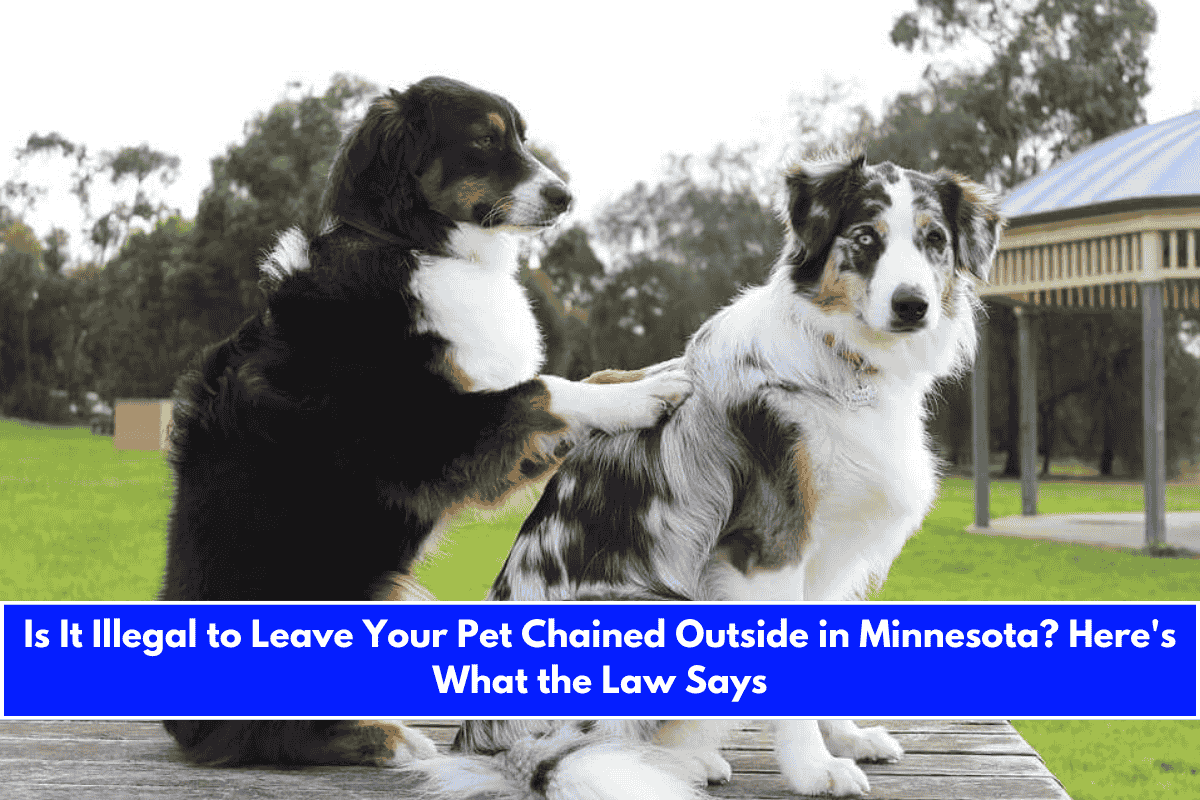 Is It Illegal to Leave Your Pet Chained Outside in Minnesota Here's What the Law Says