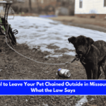Is It Illegal to Leave Your Pet Chained Outside in Missouri Here's What the Law Says