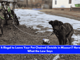 Is It Illegal to Leave Your Pet Chained Outside in Missouri Here's What the Law Says