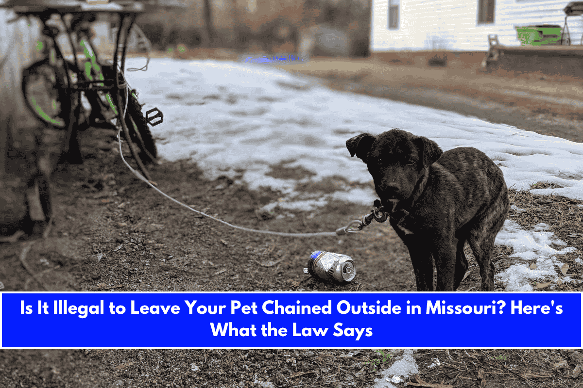 Is It Illegal to Leave Your Pet Chained Outside in Missouri Here's What the Law Says