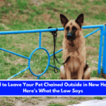 Is It Illegal to Leave Your Pet Chained Outside in New Hampshire Here's What the Law Says