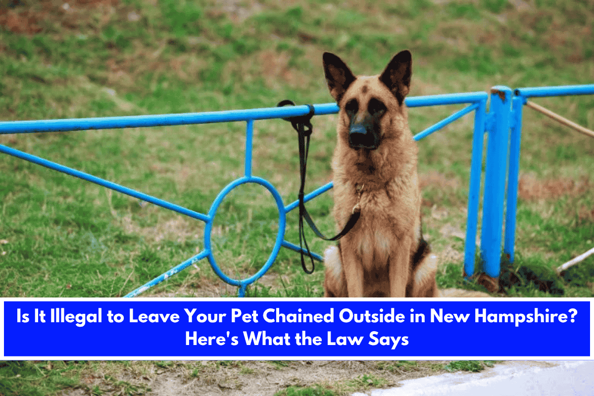 Is It Illegal to Leave Your Pet Chained Outside in New Hampshire Here's What the Law Says