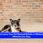 Is It Illegal to Leave Your Pet Chained Outside in Oklahoma Here's What the Law Says