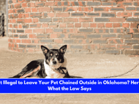 Is It Illegal to Leave Your Pet Chained Outside in Oklahoma Here's What the Law Says