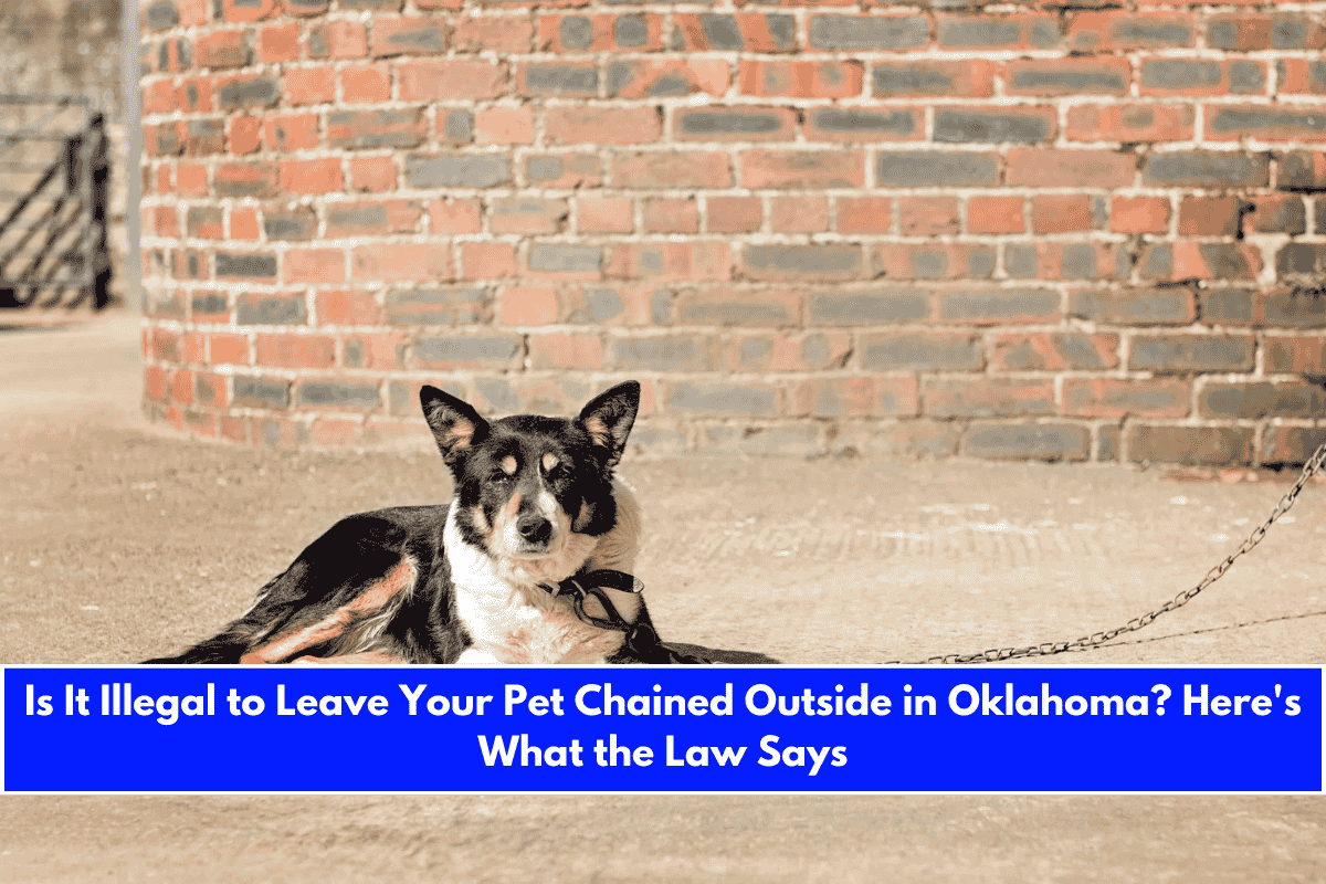 Is It Illegal to Leave Your Pet Chained Outside in Oklahoma Here's What the Law Says