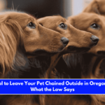 Is It Illegal to Leave Your Pet Chained Outside in Oregon Here's What the Law Says