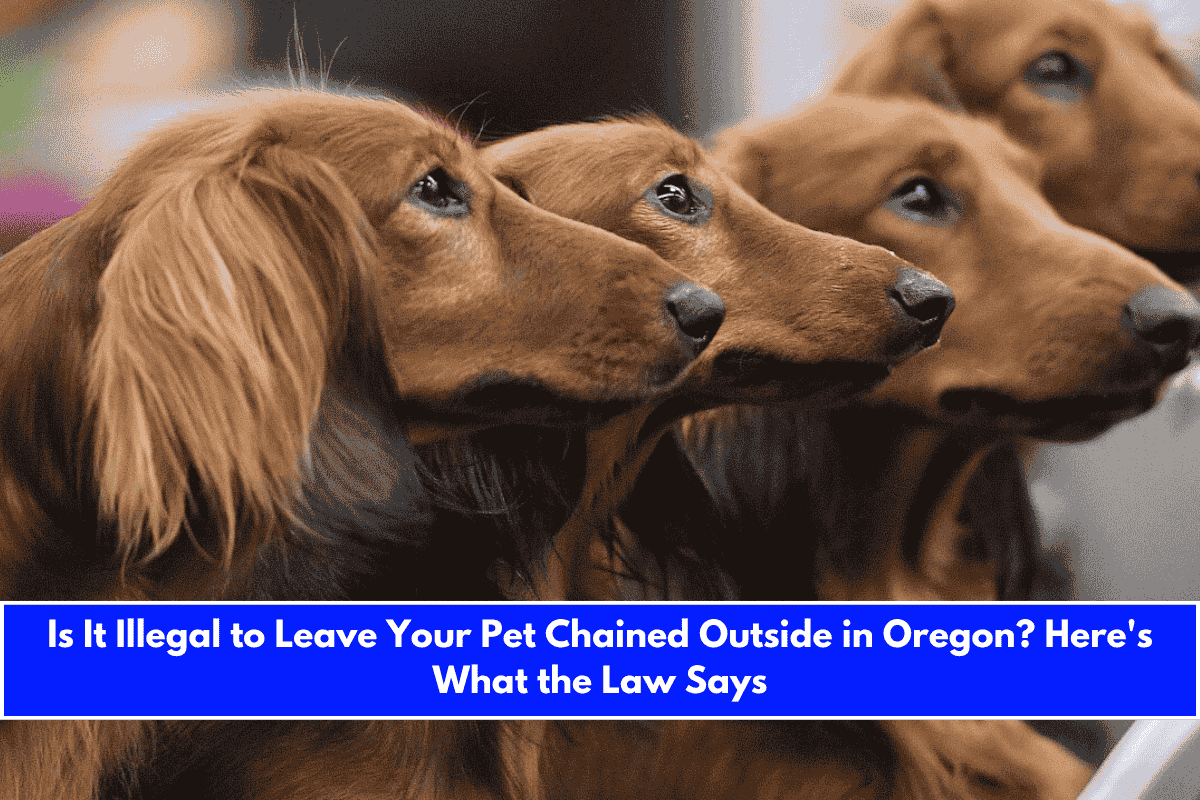 Is It Illegal to Leave Your Pet Chained Outside in Oregon Here's What the Law Says