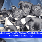 Is It Illegal to Leave Your Pet Chained Outside in Rhode Island Here's What the Law Says