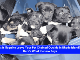 Is It Illegal to Leave Your Pet Chained Outside in Rhode Island Here's What the Law Says
