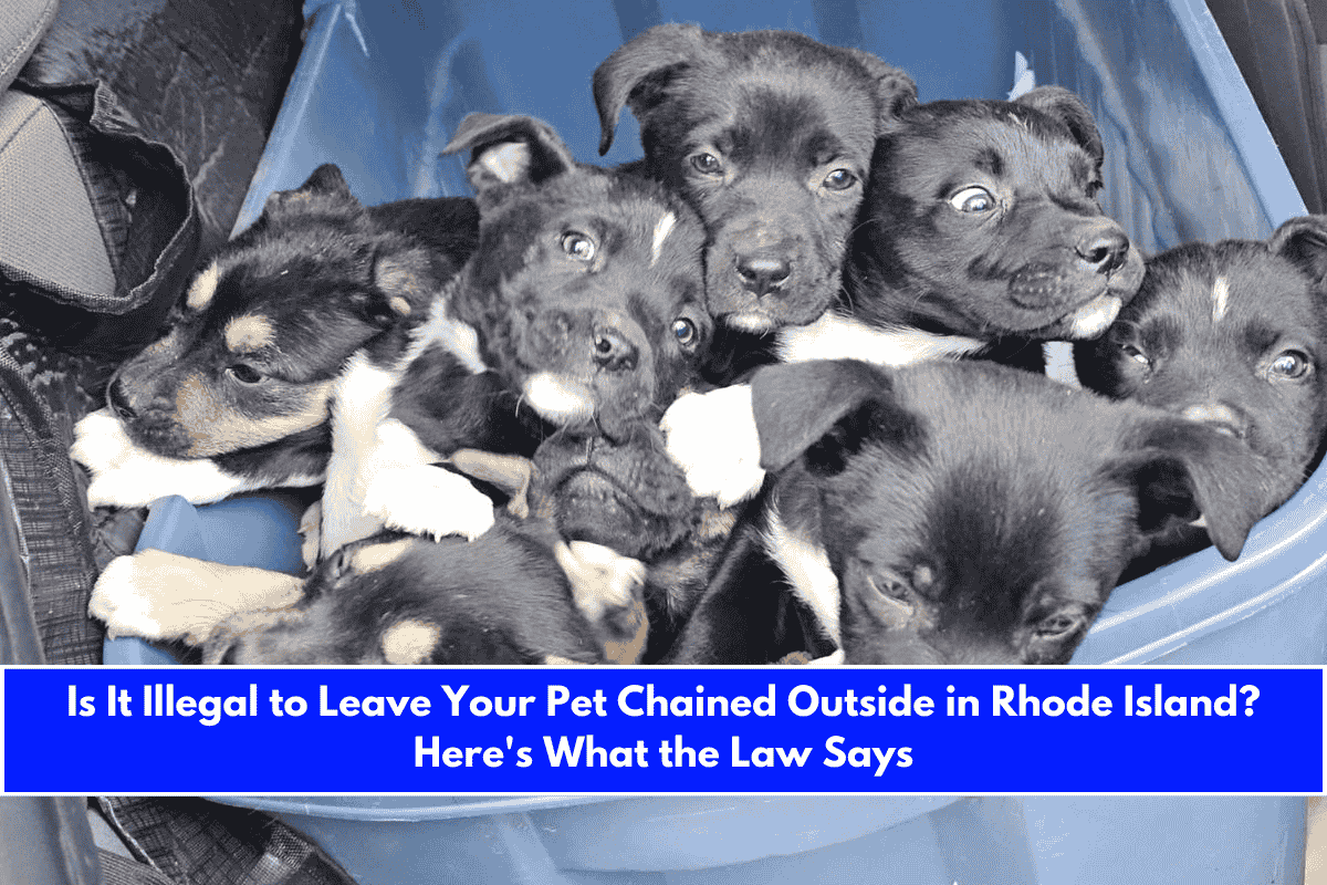 Is It Illegal to Leave Your Pet Chained Outside in Rhode Island Here's What the Law Says